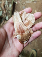 Couratari scottmorii