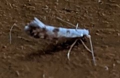 Argyresthia thuiella