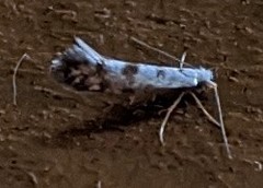 Argyresthia thuiella