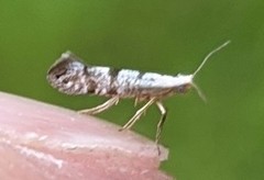 Argyresthia thuiella