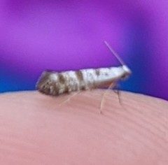 Argyresthia thuiella