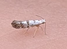 Argyresthia thuiella