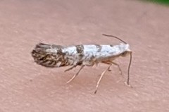 Argyresthia thuiella