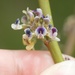 Carmichaelia australis - Photo (c) Jon Sullivan, μερικά δικαιώματα διατηρούνται (CC BY)