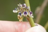 Carmichaelia australis - Photo (c) Jon Sullivan, algunos derechos reservados (CC BY)