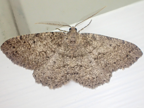 Western Carpet