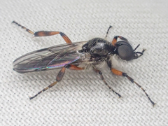 Bibio xanthopus
