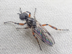 Bibio xanthopus