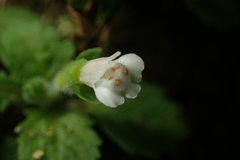 Mazus goodenifolius