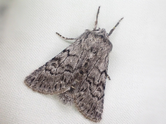 Pleromelloida conserta