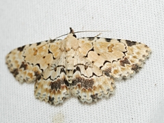 Sandava scitisignata