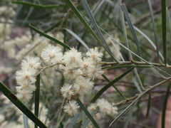 Acacia pubicosta