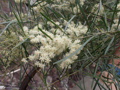 Acacia pubicosta