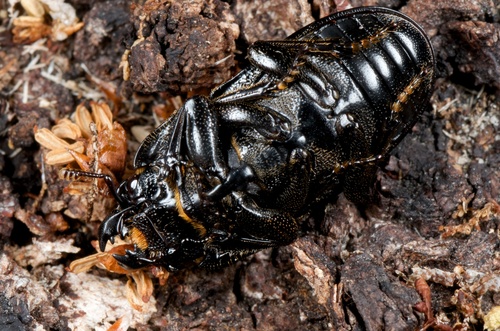 New Zealand Reticulated Stag Beetle photo 6