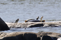 Apalone spinifera emoryi