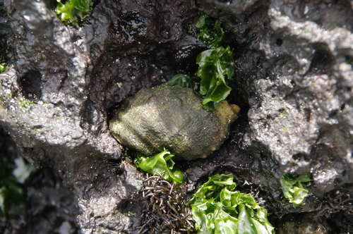 Stramonita biserialis