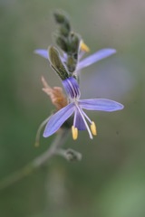 Carlowrightia parviflora