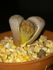 Lithops