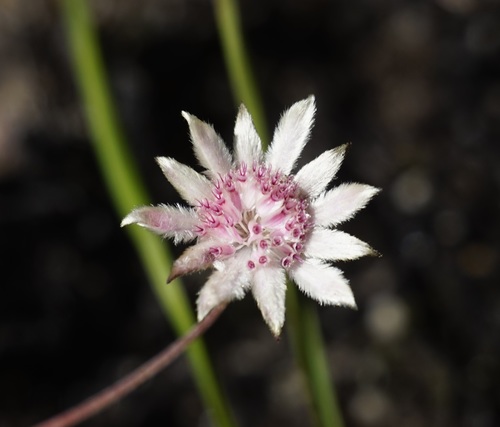 Image of Pink Flannel Flower (Actinotus forsythii) by (c) Tim, some rights reserved (CC BY)