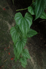 Dioscorea collettii