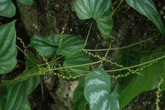 Dioscorea collettii