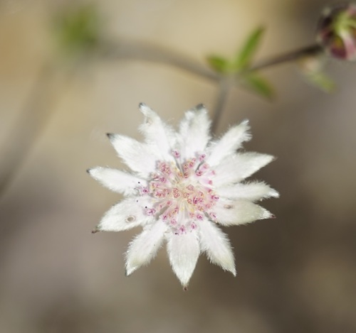 Image of Actinotus forsythii by (c) Tim, some rights reserved (CC BY)