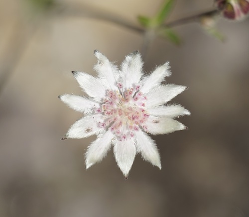 Image of Pink Flannel Flower (Actinotus forsythii) by (c) Tim, some rights reserved (CC BY)