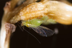 Macrosiphum euphorbiae