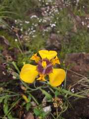 Hesperoxiphion pardalis