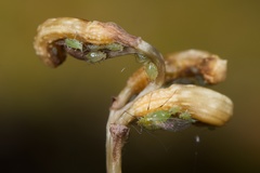 Macrosiphum euphorbiae