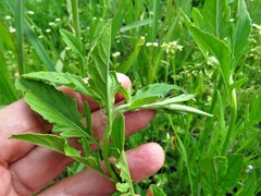 Oenothera speciosa