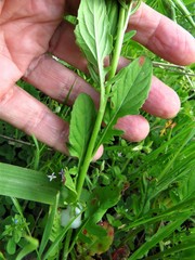 Oenothera speciosa