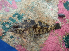 Chironemus marmoratus