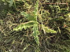 Sonchus asper asper