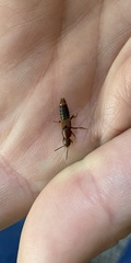 Platydracus cinnamopterus