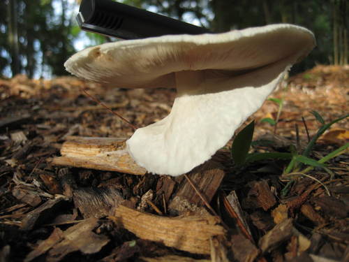 Agaricus placomyces image