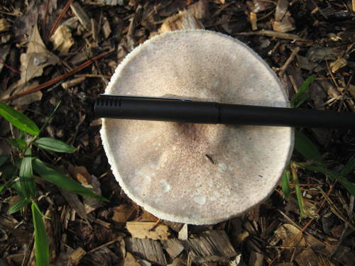Agaricus placomyces image