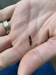 Platydracus cinnamopterus