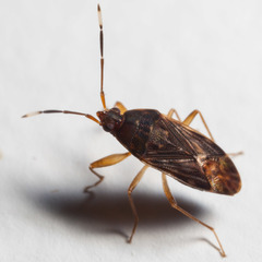 Hebrolethaeus concisus