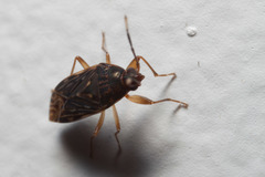 Hebrolethaeus concisus