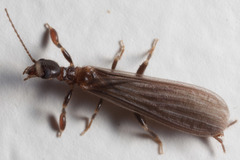 Oligotoma saundersii