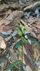 Cryptostylis