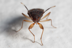 Hebrolethaeus concisus