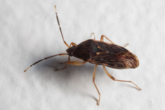 Hebrolethaeus concisus