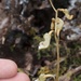 Gastrodia cunninghamii - Photo (c) Jon Sullivan, μερικά δικαιώματα διατηρούνται (CC BY)
