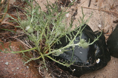 Cirsium pitcheri
