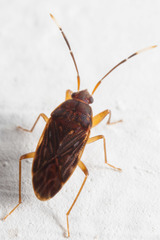 Hebrolethaeus concisus