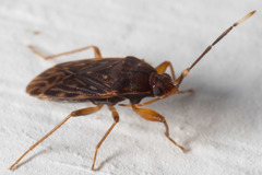 Hebrolethaeus concisus