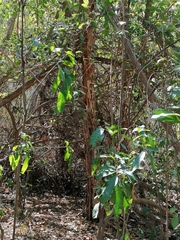 Calycophyllum candidissimum