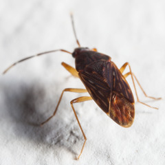Hebrolethaeus concisus